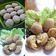 Cooksnap dari Dapur Mbak Bojo untuk resep Kroket Belanda