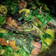 Cooksnap dari Arifatus Sholehah untuk resep Pindang Tongkol Bumbu kuning kemangi