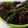 UMA MAHESHWARI's cooksnap of when they made மட்டன் சுவரொட்டி ஃப்ரை(suvarotti fry recipe in tamil).