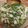 El cooksnap de LuzMa SG cuando hizo Aguachile verde de champiñones.