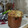 El cooksnap de Sil Oli cuando hizo Pan dulce sin TACC facilísimo.