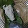 Cooksnap dari Gave Bunda Zidan untuk resep Tape Ketan Pandan (ide jualan)