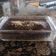 El cooksnap de Minxu Ferrer Huckson cuando hizo Brownie saludable al microondas 🍫.