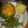 erickblossomgame34's cooksnap of when they made Stuffed green bell peppers.
