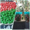 Cooksnap dari Rina Karlina untuk resep Manisan/permen pepaya