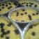 Cooksnap dari windri widyaningsih untuk resep Klappertaart Kukus