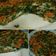 El cooksnap de Denu cuando hizo Tortilla de espinaca y zanahoria rellena con atún.