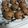 Cooksnap dari Mega Bizetta Hasan untuk resep Milo doggie cookies