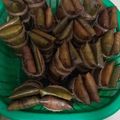 Cooksnap dari Wafa Al Karimah untuk resep Burasa