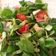 La cooksnap de Evita cuando cocinó Ensalada de kiwi y canónigos