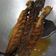 Cooksnap Julia ALeen Aireish semasa beliau membuat Tips goreng ikan keli.
