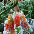 Cooksnap dari Mimezz untuk resep Kue Singkong