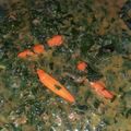 Cooksnap dari Alexandria Sarah untuk resep Gulai pedas daun singkong