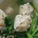Cooksnap dari christina carla untuk resep Sup Tahu Bakso