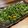 Michelle 的 枸杞蒜香莧菜(簡單料理) cooksnap
