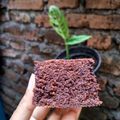 Cooksnap dari @istissusanto untuk resep Brownies Kukus Ny. Liem Recomended