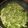 El cooksnap de Jorge Alvez cuando hizo Penne Rigate con crema de espinacas.
