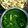 Shrabanti Banik 's cooksnap of when they made পালক পনির(Palak Paneer recipe in Bengali).