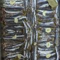 Cooksnap από S. Oliana στη συνταγή Μυρωδάτος γαύρος στον φούρνο