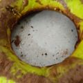 Cooksnap dari Dea Raihan untuk resep Bolu panggang coklat pandan kering
