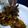 Cooksnap dari Dinar Riandini untuk resep Cumi Cumi bakar saos BBQ