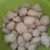 Cooksnap dari Kristina Wijayanti untuk resep Bakso ayam blender #bikinramadanberkesan