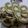 Cooksnap dari ajeng_gneja untuk resep Kue Cubit Green Tea(Matcha) empuk+Foto ^.^