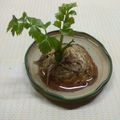 Ilona Somlyai Cooksnap-ja, amikor elkészítette a(z) Zöldségzöld 🌿 receptet.