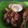 Cooksnap dari Vidya untuk resep Gudeg Nangka simple g pake daun jati