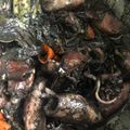 Cooksnap dari Juvita Sinta untuk resep Cumi Bumbu Hitam