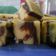Cooksnap dari Gemma G.Santika untuk resep Prol Tape Keju Kukus