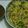 Vandna bosamiya's cooksnap of when they made અમીરી સેવ ખમણી (Amiri Sev Khamni Rcipe In Gujarati).