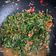 Cooksnap dari Siti Sarah Mutia untuk resep Tumis Kangkung Sambal Terasi