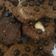 Cooksnap dari citra laksmi untuk resep Goodtime cookies