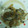 El cooksnap de Eva Barcelona cuando hizo Merluza con salsa de boletus frescos.