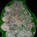 Cooksnap dari Ayano untuk resep Kue moci