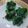 Cooksnap dari lia yuliana untuk resep Kue cubit pandan
