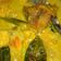 Cooksnap dari violan untuk resep Kakap bumbu rujak (kuning)