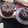 El cooksnap de Zoigel María Peralta cuando hizo Torta Negra Navideña Venezolana.