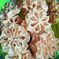 Cooksnap dari Pradhita Amelia untuk resep Kembang Goyang