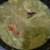 Cooksnap dari veronika untuk resep Sayur labu Siam santan /sayur lontong