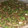 El cooksnap de Endulzando Momentos cuando hizo Chimichurri casero.