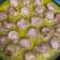 El cooksnap de miguel Villalba cuando hizo Albóndigas en salsa española.