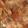 Cooksnap dari Arieza87 untuk resep Ayam betutu