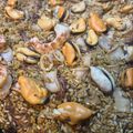 El cooksnap de Eduardo Agudo Alba cuando hizo Arroz con marisco al pisto.