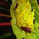 Dhara Jani's cooksnap of when they made કેબીજ નો સંભારો(Cabbage Sambharo Recipe in Gujarati).