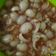Cooksnap dari Resi Vauziah untuk resep Manisan rambutan hits