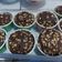 Cooksnap dari Novita untuk resep Chocolate Custard Muffin ala Dan Lepard The BEST EVER -Highly Recomended-