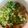 なおすけ151a's cooksnap of when they made 【おみそ汁】豆腐となめこのお味噌汁.