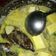 Cooksnap dari rinu untuk resep Ikan Asap Kuah Santan